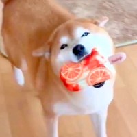 ニコニコ笑顔で嬉しそうな犬→苦手な『シャンプー』をした結果…あからさま過ぎる『表情の違い』が26万表示「無になってて草」「撃沈…ｗｗ」