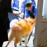 夜、交番を発見した秋田犬→お巡りさんに近付いて…微笑ましすぎる『警察官とのやり取り』が264万再生「お巡りさん側が待ってて草」「平和」