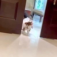 人懐っこい犬が『結婚式でリングドッグを務めた』結果→ドアが開いた瞬間…まさかの『全員にご挨拶する光景』に反響「寄り道がｗ」「可愛すぎる」