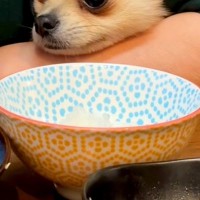 ご飯を食べている最中、腕の隙間から覗いてきた犬→耳が隠れてしまい…別の生物？あまりにも可愛いお顔に反響「眉毛がｗ」「愛くるしい表情」