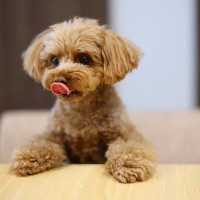 お金をかけた方がいい『犬用品』3選　節約しすぎによるリスクや押さえておくべきポイントまで