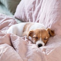 犬と人は一緒に寝ても大丈夫なの？寝床を共にするメリット・デメリットまで解説