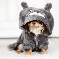 『犬用グッズ』絶対NGな使い方4つ　知らないと危険な飼い主のタブー行為とは