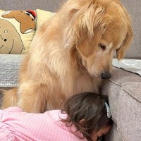 1歳の女の子が『大型犬が落ち込んでいる』と察した結果→言葉の壁を超えた『尊い光景』が11万再生「なんて優しいんだ…」「幸せが溢れている」