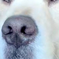 車を運転中、ふと後部座席から『圧』を感じたので見てみた結果→大型犬が…衝撃的すぎる『表情』が31万再生「大爆笑したｗ」「二段構えで草」