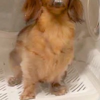 夜ご飯が鍋だったため、犬をドライハウスに入れた結果→ふと様子を見てみると…『まさかの表情』が252万再生「吹いたｗｗ」「100点満点」