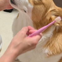 犬の歯磨きを『ママとパパがした』結果→あからさまに顔が違って…辛辣すぎる『態度の変化』に1万いいね「パパ泣いちゃうｗ」「全然違くて草」