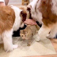 犬に『大好き！』と舐められまくる猫→限界を迎えてしまい…あまりにも可愛い『反撃方法』が11万再生「好きが止まらないｗ」「天使しかいない」