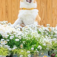 写真スポットで『犬の記念撮影』を撮った結果→腕が限界を迎えて…まるでコントのような『表情』に5万いいね「沈んでいく時の顔ｗ」「良すぎる」