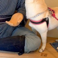 『リアル過ぎる人形』を前にした2匹の犬→近づいたと思ったら…勘違いで見せた『まさかの行動』が70万表示「手確認するの草」「騙されたねｗ」