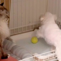 猫の近くに『犬のボールが転がってしまった』結果→返してもらおうとした、次の瞬間…『理不尽過ぎる光景』に反響「へっぴり腰で草」「猫様ｗ」