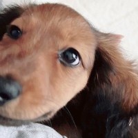 毛がツルツルしている子犬を飼った結果→3年後…想像もできなかった『衝撃的な現在』が16万表示「何があったんだｗｗ」「目は変わってない」