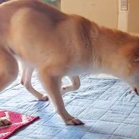 お寺で放置されていた犬→お世話が難しくなり保護した結果、『余命1ヶ月』を宣告され…『壮絶な物語』に反響「涙止まらん」「少しでも穏やかに」