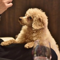 犬からのしつこい『おねだり』適切な対応とは？愛犬がおやつを何度も欲しがるときの対処法まで
