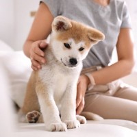 犬を飼ったばかりの人がぶつかる4つの壁　念願の愛犬との暮らしを充実させるための心得とは？