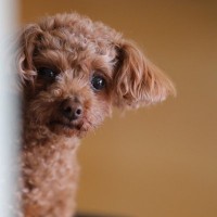 犬が飼い主を怪しんでいるときにみせる行動4つ　信頼度が低下してしまう要因とは？