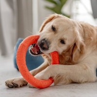 犬が『おもちゃに執着している』ときの心理3つ　離してくれないときはどうしたらいいの？