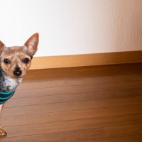 犬が『散歩に行きたい』と伝えているサイン4つ　どうしても行けない場合の対応まで
