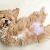 犬が飼い主の前で『へそ天』をする理由6選　愛犬がリラックスできる環境づくりまで解説