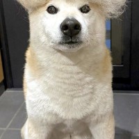 3日間、犬の抜け毛を集めた結果→頭の上に乗せてみると…「アフロｗｗ」「もう一体できそうで草」想像を超える『まさかの光景』に1万いいね