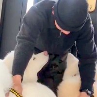 離れて暮らす息子が帰省→最終日、秋田犬たちが寂しがり…切なすぎる『お見送りの光景』が111万表示「背中に哀愁が…」「ダメだ、泣ける」