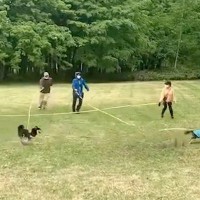 縦横無尽に駆け回る3匹の犬→『リードが絡まってしまう』と思いきや…飼い主たちによる『見事すぎる連携』に称賛「競技かとｗ」「チームプレー」