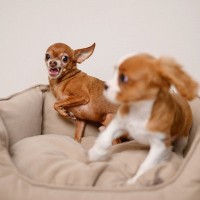 『犬見知りな犬』がよくする行動3つ　社交的な性格に育てるコツや飼い主がすべき配慮まで