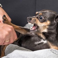 犬の『態度が悪い』ときに考えられる心理とは？問題行動をみせる理由や対処法まで