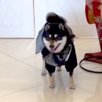 結婚式で『新郎新婦に指輪を届ける大役』を任された犬→式場で固まってしまい…一生懸命な光景に胸打たれると反響「ファンサ素敵」「頑張った」