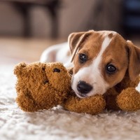 子犬を危険にさらす『絶対NG行為』4つ　飼い主の不注意が重大な事故を引き起こすことも…