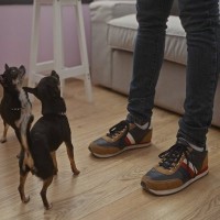 飼い主が立ち上がると犬が吠える理由4つ　主な心理や止めさせたいときの対処法まで解説