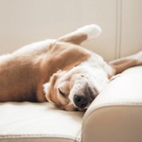 犬が寝ているときに『ピクピク動く』理由とは？放っておいても大丈夫なの？