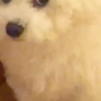 焼肉を食べて帰った結果→いつもは可愛らしい顔の犬が…同じワンコとは思えない『まさかの表情』に24万再生の反響「目がｗｗ」「激おこで草」