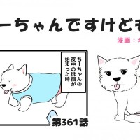 ちーちゃんですけどもっ【第361話】「元気すぎる徘徊」