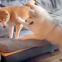 自分より小さな犬に挑む『大型犬の子犬』→反撃され、転んでしまい…あまりに弱すぎる『まさかの光景』が38万再生「こてーん」「赤ちゃんｗｗ」
