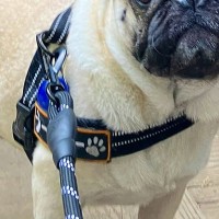 AIに『犬を人間化して』とお願いした結果→ツッコミどころが多すぎる『まさかの生成結果』が448万表示「尖ってて草」「犬用オムツが仇にｗ」
