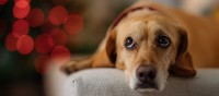 犬に精神的苦痛を与える『絶対NG行為』５選　一生消えないトラウマを与える最悪な行動とは