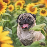 犬が『舌を出す』5つの理由　どんな意味があるの？注意すべき舌の状態まで解説