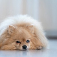犬が『痛い』と思っているときにみせる行動５選　見逃したくないサインや注意点まで