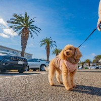 犬に苦痛を与える『ハーネス』の特徴５選　間違った選び方や装着のコツまで