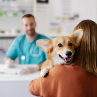 『病院が苦手な犬』がみせる行動５選　嫌いになってしまう原因やポジティブな印象をもってもらうためにできることまで