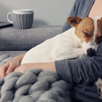 夫婦が離婚した場合、飼っている犬はどうなる？飼育権は誰のものになるの？