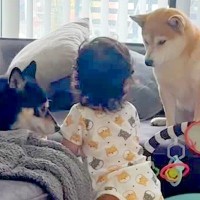 まだ『パパママ』を言えない赤ちゃん→犬と一緒に育った結果…初めて口にした『まさかの言葉』が素敵すぎると反響「絶対呼んでる」「ほっこり」