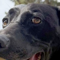 大きなボールが好きな大型犬→『さすがに咥えられないかな』と思っていたら…想像を超える光景に2万いいね「二個持ち凄すぎて草」「可動域がｗ」