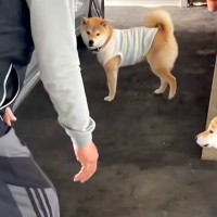 『家に犬を入れたいおじいちゃん』VS『入りたがらない犬』車の周りで追いかけて…可愛すぎる戦いに反響「エンドレスで草」「舐められてるｗ」