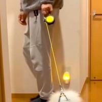 散歩の練習で『子犬にリードを装着した』結果→歩こうとしないので、引っ張ると…まさかの『モップ化』に反響「どこで買えますか？」「可愛いｗ」