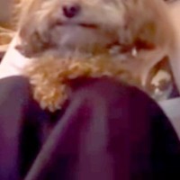 犬にアニメを見せてみた結果→一生懸命に目で追って…あまりにも尊い『真剣すぎる表情』に1427万再生の大反響「泣けてくる…」「まるで天使」