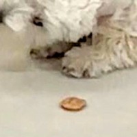 初めて見るモノを、必ず『敵対視』する犬→睨みをきかせて…躍動感がハンパない『メンチを切る光景』に4万いいね「角度がｗ」「クセ強すぎて草」