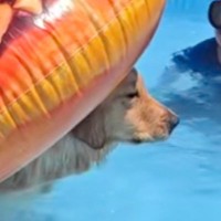 プールで『浮き輪』を使う大型犬→ふと『おしり』を見てみると…思っているのと違う『まさかの体勢』が20万再生「なんとも言えない表情で草」