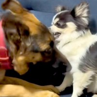 カッコいい見た目の大型犬が、小型犬に甘噛みされた結果→『怒るかな』と思ったら…『まさかの光景』が11万再生「立場逆で草」「可愛いｗｗ」